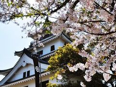 唐津城の桜を見てきました