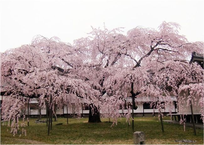 　今年の花見も「醍醐寺」からです。<br /><br />　４月３日、京都の友人から、「醍醐寺の枝垂れ桜が満開！」とのメールを貰って、早速、出かけました。<br /><br />　【写真は、醍醐寺霊宝院の枝垂れ桜です】