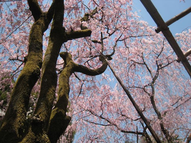 友人から「お休みとれたから、京都でお花見しよ」のメール。<br />女３人で、のぞみで日帰り京都。<br /><br />
