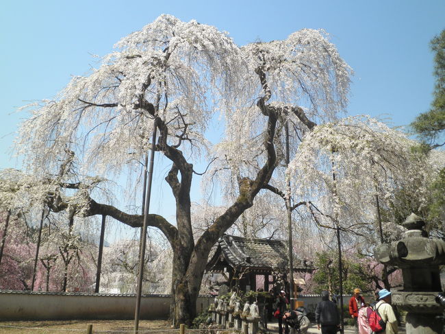 秩父市の旧荒川村にある清雲寺・昌福寺・円通寺の<br />しだれ桜を見に行ってきました。<br /><br />今年は例年より１週間程遅れました、行った１４日<br />は８分〜満開でした、多くの観光客が来ていました。<br /><br />平成２３年４月１４日（木）