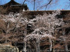 清水寺・高台寺のサクラ　