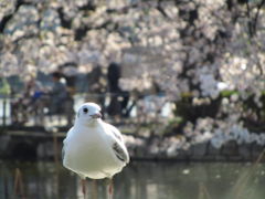ああ無情、桜散り始めの上野公園