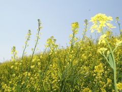 京都大山崎　菜の花をさがして