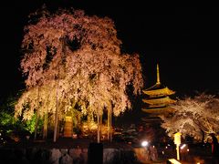 幻想的な京都の桜に酔いしれ夢心地　～平安神宮・平野神社・東寺～
