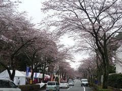 さわやかウォーキング 御殿場 桜祭りウォーキング