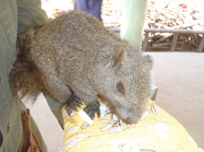 春になると花が綺麗に咲き始め、動物は動きが活発になります。<br />今回は動きが活発（過ぎ）なリス達に会いに行って来ました。