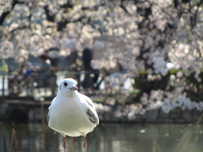 花の命の短いことよ。<br />晴天の日に上野公園の花見をリベンジできるかと思ったのに。<br />ああ、すでに某は葉桜。<br />たった３日すら待ってくれなかったか。<br />はらはらと散る花びらが物哀しい。<br />一つの季節の終わりをここに飾ろう。<br /><br />＜これまでの桜の季節の上野公園の旅行記＞<br />2011年４月９日<br />「東京国立博物館「博物館でお花見を」（3）博物館に入る前と後で」<br />http://4travel.jp/traveler/traveler-mami/album/10558625<br />2011年４月２日<br />「桜盛りまでもう一息の上野公園」<br />http://4travel.jp/traveler/traveler-mami/album/10556646/<br />2010年３月６日<br />「雨の週末の上野公園で３大早咲き桜を愛でる」<br />http://4travel.jp/traveler/traveler-mami/album/10436563/<br />2009年４月３日<br />「2009年度のお花見は？（3）満開の上野の花見は恐竜と共に」<br />http://4travel.jp/traveler/traveler-mami/album/10323628/<br />2009年３月29日<br />「2009年度のお花見は？（2）ついでに少し早めの上野の桜詣」<br />http://4travel.jp/traveler/traveler-mami/album/10321852/<br />2008年４月１日<br />「念願の桜の季節の上野公園（1）提灯桜通りの桜トンネルと東京国立博物館・常設展「博物館でお花見を」」<br />http://4travel.jp/traveler/traveler-mami/album/10230308/<br />「念願の桜の季節の上野公園（2）念願中の念願！───不忍池の桜」<br />http://4travel.jp/traveler/traveler-mami/album/10230318/<br />