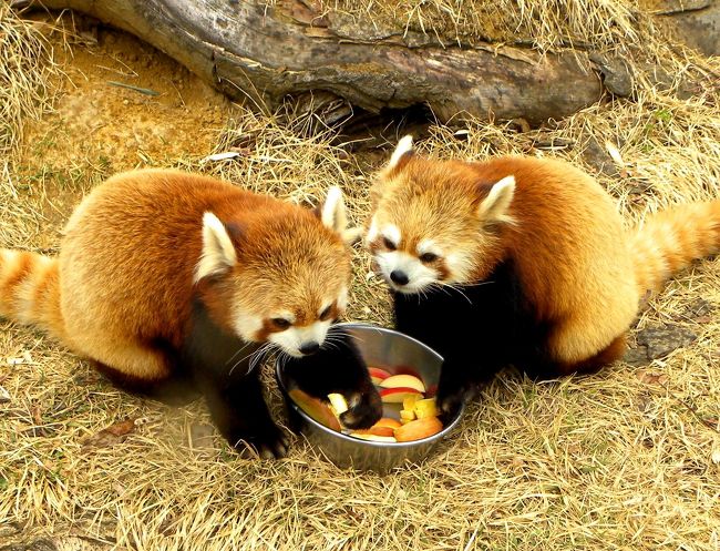 宮崎市フェニックス自然動物園（旅行記→http://4travel.jp/traveler/jillluka/album/10556121/）、鹿児島市平川動物公園（旅行記→http://4travel.jp/traveler/jillluka/album/10556406/）に続く、春のレッサーパンダ紀行第３弾は長野市の茶臼山動物園です。<br />この茶臼山動物園、あまり耳馴染みではない動物園だと思うのですがレッサーパンダの飼育・繁殖にとても力を入れている動物園です。<br />現在は１４匹のレッサーパンダがおり、すごく人との距離が近い環境で展示されています。<br />また、土日祝の午後にはレッサーパンダ・ロン君のお散歩タイムなる、他の動物園ではあまり類を見ないイベントも行われている、レッサー好きにはたまらない動物園です。<br /><br />今回、たまたま信州に行く用事ができたましたので、そのついでも兼ねて念願の茶臼山動物園に足を運ぶことにしました。<br />それでは茶臼山の元気なレッサー達をお楽しみください。