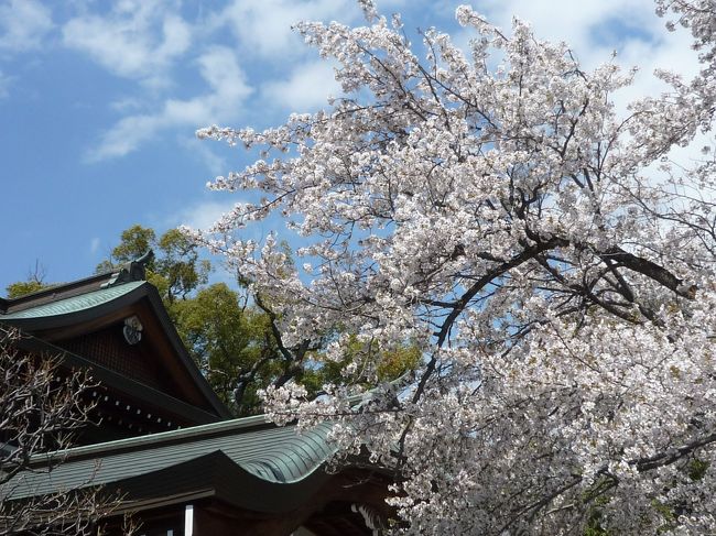 毎年 見に来ている 三島大社の桜。 <br />桜の木の数は そんなに 多い方ではありませんが、 <br />2月の 河津桜を 皮切りに 大島桜、三島桜、 枝垂れ桜、染井吉野と<br />多くの種類の桜が咲く 神社です。<br />