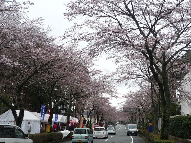 毎年恒例の 御殿場桜祭りウォーキングに今年も参加してきました。<br />毎年 そうなんですが、 どうも 御殿場の桜祭りウォーキングの時は<br />天気が イマイチな時が 多いんですよね。 <br />今回も どん曇りでしたが 桜並木を 歩いてきました。<br /><br />