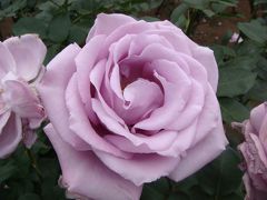 神代植物公園のバラフェスタでバラを満喫！
