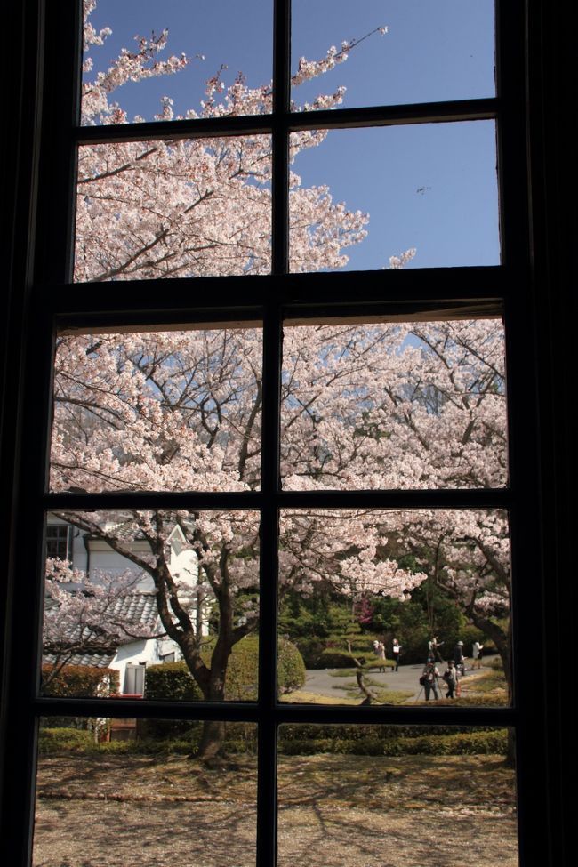 桜を見に春の明治村へ。<br /><br />開園から閉園までたっぷり楽しんでまだ見足りない！<br /><br />明治村に住みたいです・・・