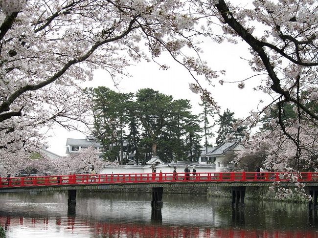 ２０１１年４月１０日<br /><br />小田原城の桜が満開になりました。<br /><br /><br /><br />今日は、お堀端の桜を見て周ってみました。<br />