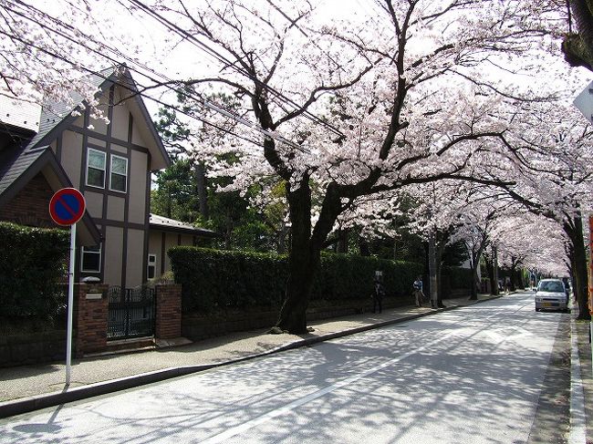 小田原の西海子小路は昔、武家屋敷があったところだそうです。<br />たしかにそういう雰囲気が、今も感じる落ち着いた通り。<br /><br />ここは、桜並木が美しい。<br />満開のこの時期。<br />普段静かな西海子小路も花見客が多く行きかっていました。<br /><br /><br />西海子小路は小田原文学館がある通りの場所です。