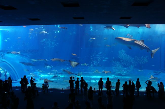 ２年ぶりの沖縄旅行。<br /><br />２日目、「沖縄美ら海水族館」の写真を投稿します。