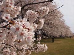 春爛漫、桜満開♪富山県中央植物園