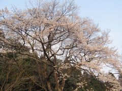 1500年の時を越えて…淡墨桜満開　～2011、春～