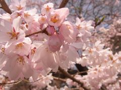 Spring has come!! 震災後のお花見・・・榴ヶ岡公園～松音寺（若林城山門、伊達宗綱墓石）