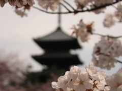 2011年春の京都～仁和寺の御室桜は三分咲きだったにゃん