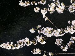 ☆☆SAKURA SAKU　MEGURO RIVER 2011☆☆