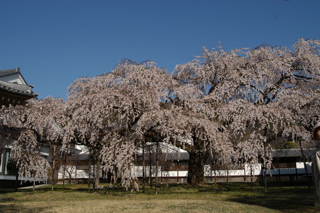 京都市内へ、花見に出掛ける。　<br /><br />午前中、清水寺＆高台寺のサクラを楽しみ、昼食の後、<br />豊臣秀吉の「醍醐の花見」で知られる醍醐寺へ向かう。　<br />サクラが見頃を迎えていて、この時間帯からの醍醐寺駐車場は満車状態。<br />仕方なく、民間の駐車場に入れる。<br />それでも、３０分ほど待つ（駐車料金＝１０００円也）。<br /><br />醍醐寺のサクラは、「日本さくら名所１００選」に選ばれている。<br /><br />・醍醐寺<br />　真言宗醍醐派の総本山。874年（貞観16）聖宝が山上に草庵を結び准胝（じゅんてい）如意輪両観音像を彫刻・安置したのが始まり（上醍醐）。926年（延長4）下醍醐が開かれ、釈迦堂、五重塔などを建立。応仁・文明の乱の戦火で五重塔を除く堂塔伽藍を焼失したが、1598年（慶長3）豊臣秀吉の花見をきっかけに再興された。上醍醐の准胝堂は西国三十三ヵ所第11番札所だが、2008年に落雷により焼失。納経は現在、金堂で行われている。創建時の五重塔、桃山時代に移築された金堂、および上醍醐の薬師堂はいずれも国宝。絵画では絹本著色五大尊像（国宝）など多数の文化財を所蔵。2月23日の五大力さん、4月第2日曜日の豊太閤花見行列は有名。1994年（平成6）12月「古都京都の文化財」として、「世界遺産条約」に基づく世界文化遺産に登録された。【京都観光ＮａｖｉのＨＰより】<br /><br />・三宝院拝観料＝６００円　　　<br />・伽藍(金堂・五重塔等）入山料＝６００円　　<br />・霊宝館入館料＝６００円　　　　　　　　　　<br />　　＊三宝院、伽藍、霊宝館の3施設の拝観共通券＝１５００円　　　　　　　　　　　<br />・駐車料金（醍醐寺駐車場）＝７００円　<br /><br />・醍醐寺のＨＰ<br />　　http://www.daigoji.or.jp/　　　　　　　　