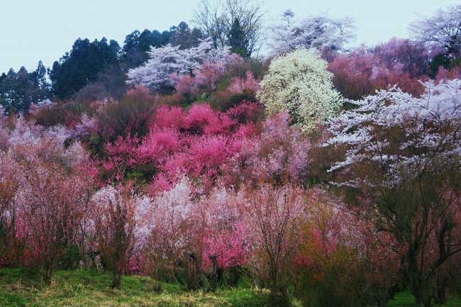 2010年の春は絶対福島の桜を撮りに行こうと決めていました。まさか<br />2011年3月11日に大震災が起こり、こんな大災害に見舞われるとは…。<br /><br />僕が福島の桜に興味を持ったのは、やはり樹齢1000年日本三大桜の<br />ひとつ三春の滝桜でした。　日本の桜として初めて天然記念物に指定され、皇居の正殿にその杉戸絵が飾られていているその日本の桜の<br />ルーツの勇姿を見て撮りたかったからです。<br /><br />でも、福島にはその他にも素晴らしい桜が沢山ありました。特に花見山は写真家故秋山庄太郎が「福島に桃源郷あり」と絶賛して、毎年訪れていた場所で、桜の他にもロウバイ・マンサク・レンゲキョウ・<br />ハナモモ・ボケ・モクレン等々が咲き誇り、本当に感動を味わいました。<br /><br />福聚寺(ふくじゅうじ)と合戦場のしだれ桜も三春の滝桜の子孫といわれているようで、その一本桜の巨木に圧倒されました。<br /><br />この大震災にもめげず福島の桜は健在です。福島の数多くの素晴らしい桜が、復興の勇気を与えてくれるものと信じています。