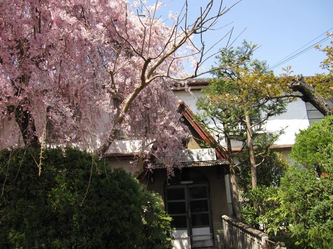 千葉から京都へ日帰りの花見旅行へ。<br /><br />今回の目的は、<br /><br />桜のトンネルを潜ること。<br /><br />鴨川を眺めながらお昼ごはんを食べること。<br /><br /><br />哲学の道→北白川疏水→高野川→鴨川
