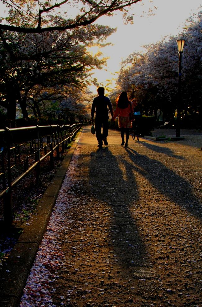 毛馬桜之宮公園は、毛馬洗いぜきから下流の天満橋まで、約４．２ｋｍのリバーサイドパークです。<br />右岸沿いには造幣局、泉布観などの明治初期を代表する建物が並び、大川の流れに沿ったプロムナードには、約４７００本の桜並木が続いています。 <br /><br />今回は造幣局の桜の通り抜けに行く時に通りかかった時の様子です。<br />天満橋あたりから天神橋まで歩きました。<br /><br /><br />◎ 毛馬桜之宮公園　桜データ<br /><br />３種<br />約４８００本<br />３月下旬〜４月上旬 <br />