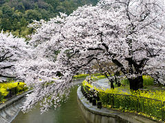 京都・奈良をテコテコ歩きながら桜を愛でた旅（1日目）