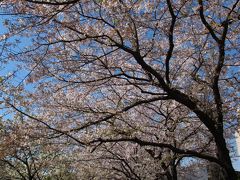 東京の桜ｄ 隅田公園/墨堤通り=発展のさくら=希望　☆澄んだ流れに託して