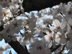 真間川の桜満開の土手2011