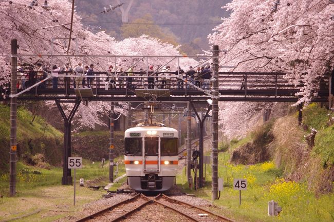 御殿場での桜ウォーキング 終了後 そのまま 山間の桜の駅、<br />鉄道の街 山北へと やってきました。<br /><br />ここ山北駅は桜の時期には駅の周りや山北駅に差し掛かる<br />手前からは 見事な桜並木が続く、私のお気に入りの<br />桜スポットで ほぼ 毎年 訪れています。<br /><br /><br /><br /><br />