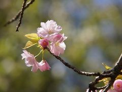 多摩森林科学園 桜見物2011