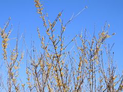 早春の花見山２０１１