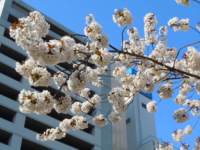今年は、長く桜を観ることができました。<br />初めは、3月20日に彼岸桜から・・・。<br />今日は、4月10日の深大寺と野川 <br />そして、三鷹通りの桜をちょっとだけ。<br />最期の一枚は、昨日の夕暮れです。<br />たくさん、今年は桜を撮りましたが、なかなかまとめることができないまま・・・。<br />もう、新緑が綺麗な時になってきました。