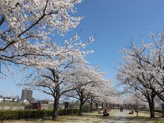 満開の桜～福島市・桜づつみ公園２０１１～