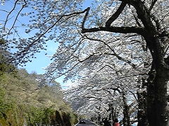 海津大崎の花見！琵琶湖沿いに咲き乱れる桜、桜、桜