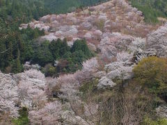 葉桜多しの下千本、中千本＠吉野山の桜