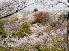 弘川寺の西行桜