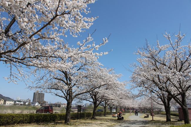 天気が崩れると言われていた週末、震災で元気のない人々を励ますかのように見事に晴れてくれました。桜も満開でまさに見頃！自粛モードで鬱々とした日々を過ごしていた人々にパワーを与えてくれました。<br />震災というより風評被害で元気をなくしている福島県。でも花々や草木は見る人がいようがいまいが、今までと変わりなく元気に美しく咲いていてくれるのです。<br />久々に美しい自然をゆっくりのんびりと眺めることができて、心から癒された休日となりました。<br />福島県は元気です！皆さんもどうか応援してください。そしていつかまた美しい福島県へ足を運んでくれる日を心から願っています。