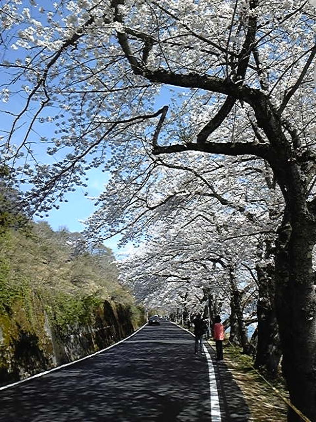 琵琶湖の最北端、海津大崎の桜並木。毎年多くの人が訪れます。