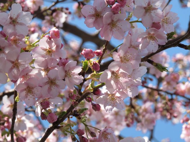 健保の保養所「トスラブ箱根 和奏林」が取れたぞ〜。<br />と、いうことで前々から予定していた箱根。<br /><br />しかし、旅行の準備をしていた前日に大震災。<br />ギリギリまで、いや、移動しながらも「箱根に行ってる場合か？」と自問しつつ、でも行ってきました。スイマセン。<br />自宅でＴＶ見て悶々と過ごしてても何も始まらないしね。<br />動ける人が動いとこ・・と。<br /><br />星の王子様ミュージアム→http://www.tbs.co.jp/l-prince/<br />鈴廣かまぼこの里（小田原）→http://www.kamaboko.com/sato/