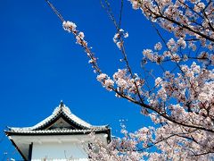 桜と兼六園と金沢城