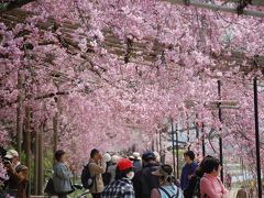 京都さくら紀行２０１１　(２日目前半）　宝ヶ池、京都府立植物園、半木の道