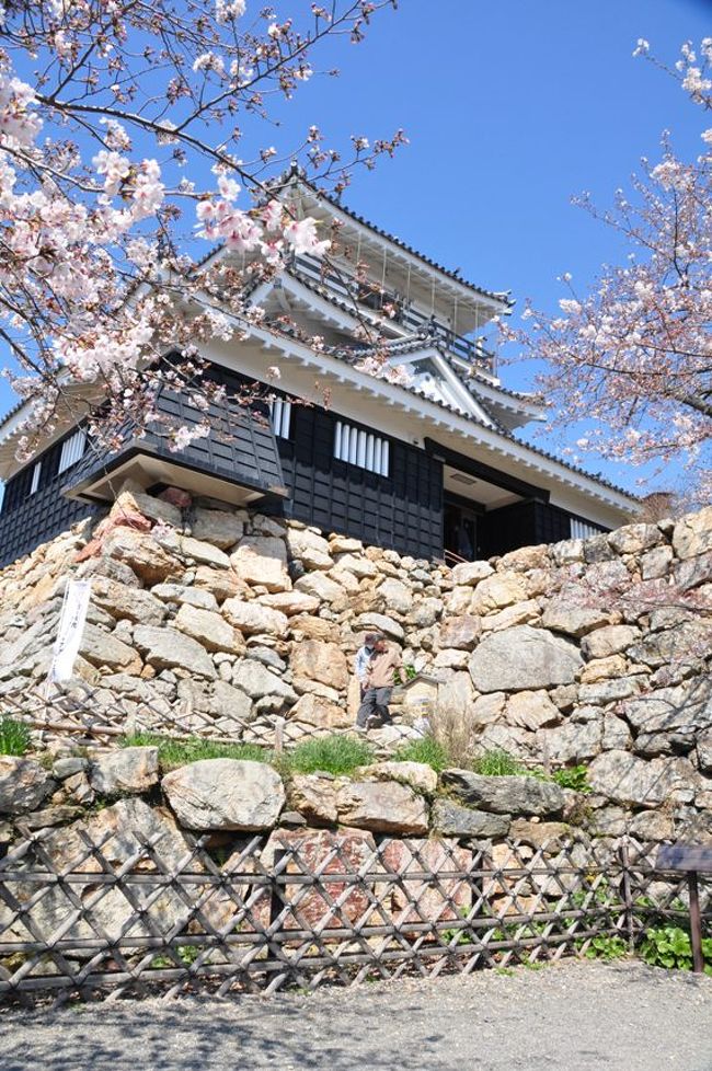 清明節は出張と法事を兼ねて、<br />日本に一時帰国しました。<br /><br />毎日忙しく、結局一眼レフを持ってお出かけできたのは<br />最終日の午前中、空港バスに乗るまでの数時間だけ。<br /><br />毎年恒例の、浜松城公園と市役所周辺散歩。<br />浜松城の桜は開花が数日遅くなっているようで<br />まだまだ満開とはいえないところでしたが、<br />市役所前はお花が沢山飾られていてとても綺麗でした。