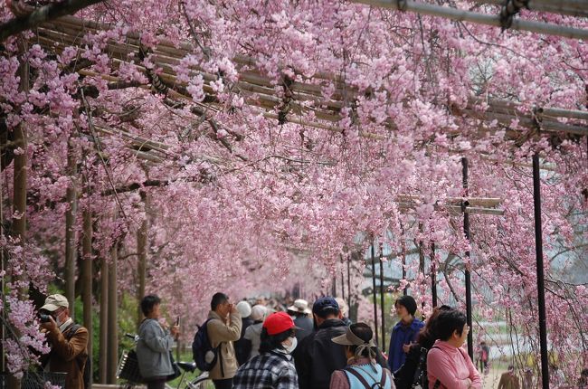 昨年に続いて、京都に桜を観に行った。<br />例年なら、４月１０日過ぎは、染井吉野が終わり、紅枝垂れ桜などの遅咲きの桜を楽しむのだが、今年は寒い日が続き満開の染井吉野が見られた。<br />４日間、フリー切符で京都を足の向くまま歩き回ったが、どこも桜が満開で十分に花見を堪能した。<br />東北にも、満開の桜が訪れて元気に成れればと思う。<br /><br />本編は、二日目　(前半）宝ヶ池、京都府立植物園、半木の道<br /><br />宝ヶ池公園は、大きな池の周りに桜を配する。比叡山が良く見える気持ちの良い公園で、ゆっくり池の周りを散策した。 <br />京都府立植物園は、植物園なので、広い園内に沢山の花が有る。枝垂れさくらが、昨年見た原谷苑の様に、沢山密集していてお見事。料金２００円では安すぎる。夜はライトアップもすると言う。<br />半木の道（なからぎのみち）は植物園の隣。賀茂川の堤防に沿って散策路が続いている。ここのさくらもまた見事。 ８００メートルくらい、紅枝垂れさくらのトンネル。京都に流れる川は皆さくらで埋まっているのではとも思う。<br /><br /><br />一日目　(前半）醍醐寺、哲学の道、銀閣寺<br />　　　　(後半）平安神宮　紅しだれコンサート２０１１<br />二日目　(前半）宝ヶ池、京都府立植物園、半木の道<br />　　　　(後半）仁和寺、嵐山、円山公園、高台寺<br />三日目　(前半）大原　寂光院、三千院<br />　　　　(後半）高野川、インクライン、建仁寺<br />四日目　醍醐寺、伏見稲荷、東寺 <br />