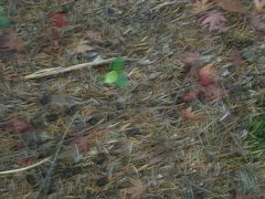 宮島（紅葉狩り）