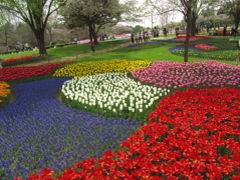 チューリップと桜の季節の昭和記念公園（1）虹色のチューリップ世界