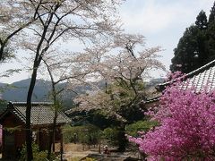 大高取山ハイキングと山野草を楽しむ