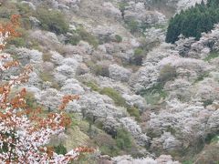 【奈良桜2011】 ほのぼのと 花の横雲あけそめて 桜にしらむ み吉野の山　「吉野山」